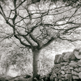 Jonathan O'hora: 'walk to trinity church', 2017 Black and White Photograph, Landscape. Artist Description: Photography: Black   White, Digital and Photo on Paper.Walk to Trinity ChapelA spring walk along a narrow footpath in a pine woodland.The tree metaphorically connects the earth and the sky.Photography: 23aEUR X 15aEUR Archival print ORIGINAL PRINT - Limited Edition of 50 Crafted Prints  ultraHD Photo ...
