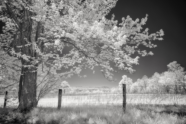 Jon Glaser  'Leaves Of Spring', created in 2016, Original Photography Infrared.