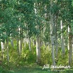 into the woods By Jill Sneidman