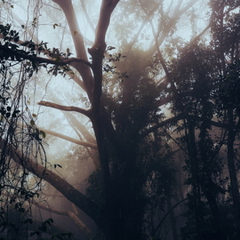 magic forest By Anastasia Kaminskaya