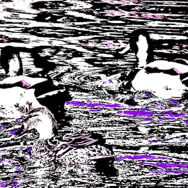 ducks in the boat pond 1a5b By Ken Lerner