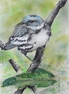 Ken Hillberry: 'Cerulean Warbler', 2013 Pencil Drawing, Birds.    native birds                            ...