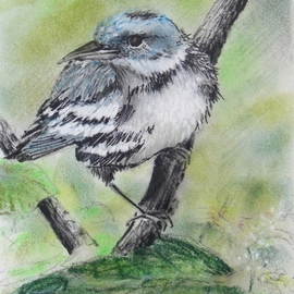Cerulean Warbler By Ken Hillberry