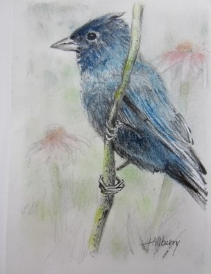 Ken Hillberry: 'Indigo Bunting', 2013 Pencil Drawing, Birds.   native birds                           ...