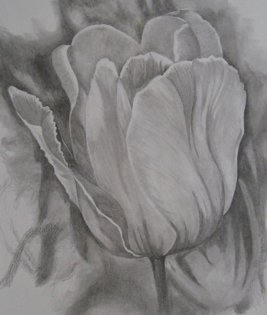 Ken Hovren  'Tulip', created in 2008, Original Drawing Pencil.