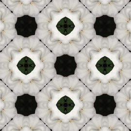 Kimi Nishikawa: 'White Flower Repeat', 2012 Other Photography, Abstract. Artist Description:  Symmetrical repeat pattern created from a photograph of a flowering houseplant ...