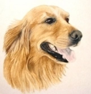 Diane Kopczeski: 'Andrew', 2009 Pencil Drawing, Dogs. Artist Description:  Colored pencil drawing, done from a photo. ...