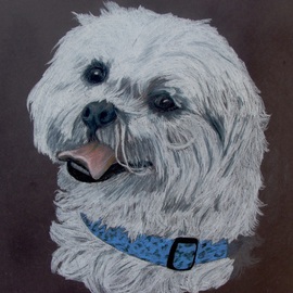 Diane Kopczeski: 'Andy', 2012 Pencil Drawing, Animals. Artist Description:              Colored pencil drawing, done from your photo.             ...