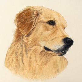 Diane Kopczeski: 'Isaac', 2011 Pencil Drawing, Dogs. Artist Description:    Colored pencil drawing, done from your photo.   ...