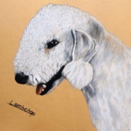 Diane Kopczeski: 'Lambchop', 2012 Pencil Drawing, Animals. Artist Description:               Colored pencil drawing, done from your photo.              ...