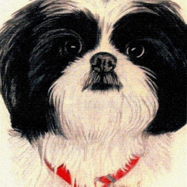 Diane Kopczeski: 'Missy', 2010 Pencil Drawing, Dogs. Artist Description:       Colored pencil drawing, done from your photo.      ...