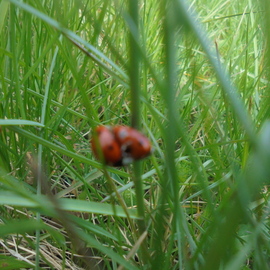 Korntong Suwanna: 'ladybugs', 2023 Color Photograph, Nature. Artist Description: I  had took this picture in the ville where i was   to saw the bycycle  race. ...