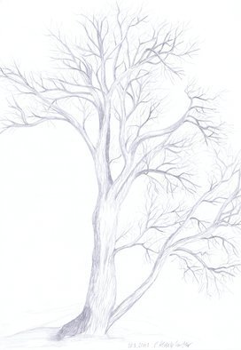 Claudia Luethi Alias Abdelghafar: 'willow tree', 2003 Other Drawing, Trees. Willow tree studyDrawing with pencil on DIN A3 paper...