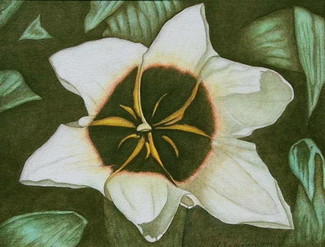 Peggy Thomas Cacalano  'Star Magnolia', created in 2010, Original Giclee Reproduction.