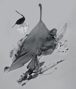 Luise Andersen: 'Abstract in Nature ENCHANTMENT AFLOAAT III', 2013 Black and White Photograph, Abstract.     Creatively engaged with this originally color photograph of floating' enchantments' . . the' torn' heart engaged' me. . .' . . . and worked on debris. . colors . . converted into black and white. . adjusted, until it was for my' eyes' perfect. . . is a four view image. . . each has other figures etc. . yet is from SAME. .. . is a poem...