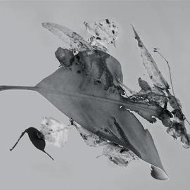 Luise Andersen: 'Abstract in Nature ENCHANTMENT AFLOAT IV', 2013 Black and White Photograph, Abstract. Artist Description:     Creatively engaged with this originally color photograph of floating' enchantments' . . the' torn' heart engaged' me. . .' . . . and worked on debris. . colors . . converted into black and white. . adjusted, until it was for my' eyes' perfect. . . is a four view image. . . each has other figures etc. . yet is from SAME. .. . is ...
