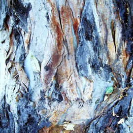 Luise Andersen: 'BARK OF EUCALYPTUS TREE XIV', 2011 Color Photograph, Trees. Artist Description:   'ohhh the voyages Your eyes. . mind. . soul is going to experience.' . . . . ENLARGE, please. . also zoom in, to really see the textures, colors. . - - . REALLY look. . not distracted from surroundings. . I find with my' eyes' the magic of journeys . . the mystique. . when focus directly' into' the texture of bark. . hues. . ...