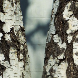 Luise Andersen: 'BARK SHADOWS AND SKIN I', 2011 Other Photography, Trees. Artist Description:  . . . if I would add words next to this image. . would be 'just words. .' . . .* * size for uploading purpose only.++ COPIES AT PRESENT NOT AVAILABLE.    ...