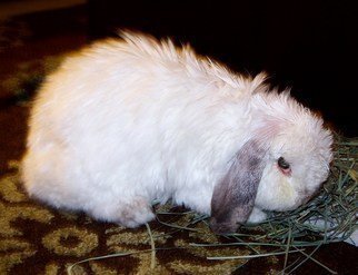 Luise Andersen: 'BAZIL The Dwarf I', 2010 Color Photograph, Animals.  . . HERE he is. . feeding on his hay. . hand picked by my daughter Andrea. . would not have thought, but this old dwarf rabbit is alergic to hay. . he needs it, regardless. . so sneezes. . a lot, while munching happily away. . he loves his hay. . Bazil is well trained. . patience. . love. . he is...