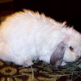 Luise Andersen: 'BAZIL The Dwarf I', 2010 Color Photograph, Animals. Artist Description:  . . HERE he is. . feeding on his hay. . hand picked by my daughter Andrea. . would not have thought, but this old dwarf rabbit is alergic to hay. . he needs it, regardless. . so sneezes. . a lot, while munching happily away. . he loves his hay. . Bazil is well trained. . patience. . love. . ...