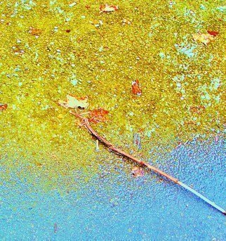 Luise Andersen: 'BLUE MORNING I', 2011 Other Photography, Meditation.   . . this work. . started off with a colored photography. . this twig. . with the leaf on end. . the others in water puddle. . mud. . . and the light. . just' had to have it. .' . . for me. . was from beginning. . almost medetative feel. . specially, when eyes linger on the end of twig. . the leaves. .or was...