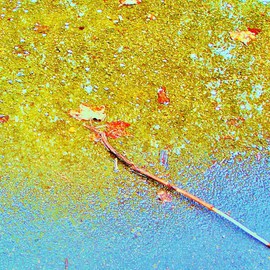 Luise Andersen: 'BLUE MORNING I', 2011 Other Photography, Meditation. Artist Description:   . . this work. . started off with a colored photography. . this twig. . with the leaf on end. . the others in water puddle. . mud. . . and the light. . just' had to have it. .' . . for me. . was from beginning. . almost medetative feel. . specially, when eyes linger on the end of twig. . the leaves. ....
