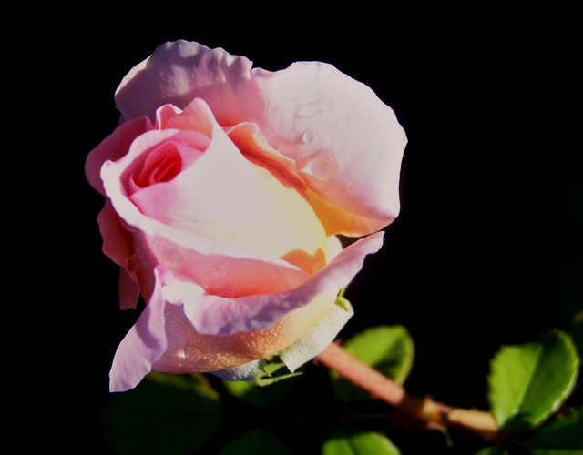 Luise Andersen  'Blush IV Stemmed Pink Rose I', created in 2011, Original Fiber.
