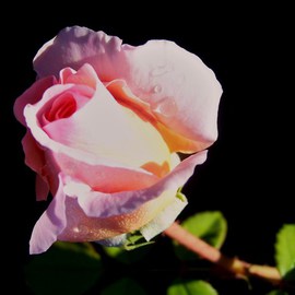 Luise Andersen: 'Blush IV stemmed Pink Rose I', 2011 Color Photograph, Floral. 