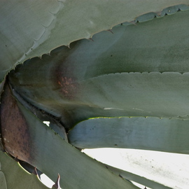 Luise Andersen: 'CACTI II', 2013 Color Photograph, nature. Artist Description:       July 28,2013. . . . . I admired the beauty of this Cacti. . colors soft and cool. . clear in variations. . and texture wonderful smooth. . enjoy discovering design on' leaves' . . in their' own hues' . . some purple' tinges' . . and blue tones. . as well as pinks. . peach. . sensual / ...