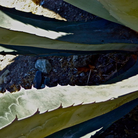 Luise Andersen: 'CACTI III', 2013 Color Photograph, nature. Artist Description:        July 28,2013. . . . . I admired the beauty of this Cacti. . colors soft and cool. . clear in variations. . and texture wonderful smooth. . enjoy discovering design on' leaves' . . in their' own hues' . . some purple' tinges' . . and blue tones. . as well as pinks. . peach. . sensual ...