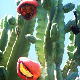 Luise Andersen: 'CACTI IN FRUIT I', 2011 Color Photograph, nature. Artist Description: THESE ARE GIANT. . . 15 FEET TALL AT LEAST. . AND OOOLD. . . . . first the large, gorgeously  full flower buds. . then the enchanting, exotic huge, beautiful hued flower. . . . and then. . . the little nutlike formed' fruit' in greens and reds and magentas. . purples. . and it grooooows. . to fist like roundish, oval, gorgeously ...
