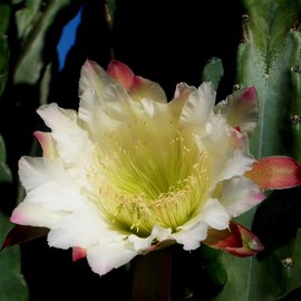 Luise Andersen: 'CACTI I Tall Cacti Series', 2011 Color Photograph, Floral. 