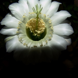 Cacti  Night Blossom  No One, Luise Andersen