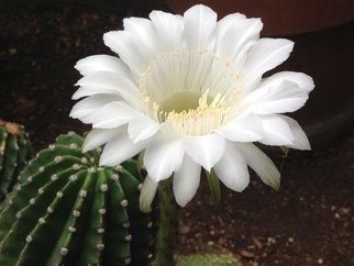 Luise Andersen: 'CACTUS FLOWER I July 28 2014', 2014 Color Photograph, Floral.  July 28,2014- -   looked out of kitchen window. . looked again, because this beautiful, pristine white was not in my back yard' garden' before. . and YESS. . it did not go away either. . and ahwwwhwwhw. . my Cactus is abloom. . camera. . camera yes. . iphone is closest. . before Cactus decides to close...
