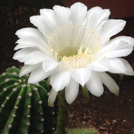 Luise Andersen: 'CACTUS FLOWER I July 28 2014', 2014 Color Photograph, Floral. Artist Description:  July 28,2014- -   looked out of kitchen window. . looked again, because this beautiful, pristine white was not in my back yard' garden' before. . and YESS. . it did not go away either. . and ahwwwhwwhw. . my Cactus is abloom. . camera. . camera yes. . iphone is closest. . before Cactus decides ...
