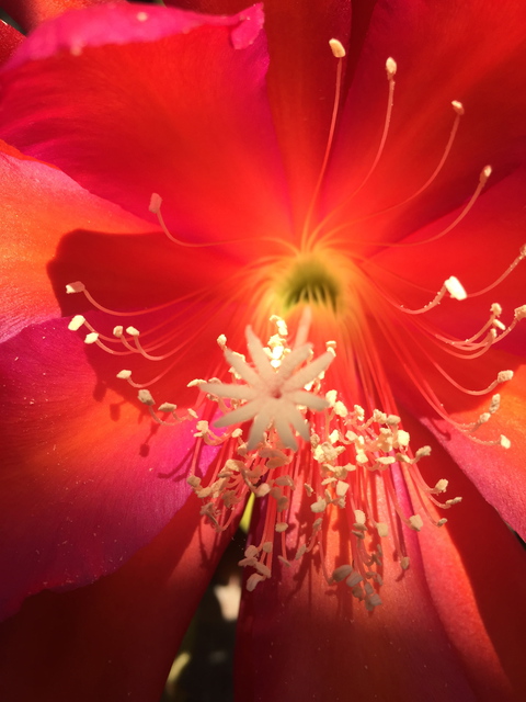 Luise Andersen  'CACTUS FLOWER I MAY 4 2015', created in 2015, Original Fiber.