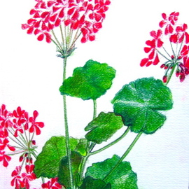 Luise Andersen: 'CARD  Geranium Series For PAULINE', 2007 Other Drawing, Floral. Artist Description:  Drew this card, as all other work of mine, by feel of memory. Love for Geraniums, these beautiful, lasting plants with Blossoms and leaves in so many shapes and hues. Pauline is my best and longtime friend. . also my devoted' fan' and supporter and promoter. . smile now. . Pauline ( ...