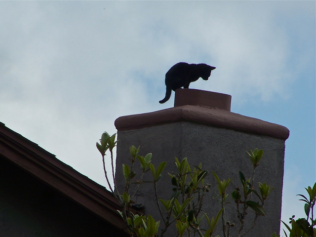 Luise Andersen  'CAT ON THE ROOF TOP II Chimney I', created in 2012, Original Fiber.