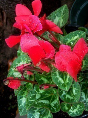Luise Andersen: 'CYCLAMEN GLOW In Winter Rain II', 2010 Color Photograph, nature.   . . was at sanctuary. . and it rained. . . : - ) . . . description under Meyer Lemon Drops I . . .  ...