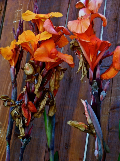 Luise Andersen  'Canna Lily CLSun II', created in 2012, Original Fiber.