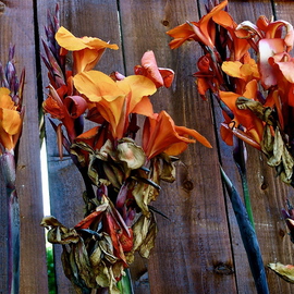 Luise Andersen: 'Canna Lily CLSun III', 2012 Color Photograph, Floral. Artist Description:    size for uploading purpose onlywill be printed. . once printer is fixed. . with best of clarity. . detail. . as in original.   ...
