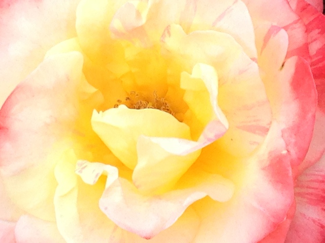 Luise Andersen  'Crazy For Roses I', created in 2014, Original Fiber.