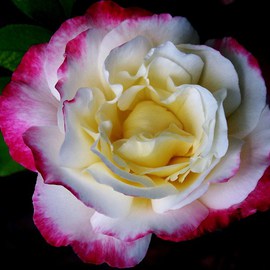 Luise Andersen: 'Delight III', 2011 Color Photograph, Floral. Artist Description:  . . the light. . in this beautiful Rose. . her charm. . sweet shaped petals. . incredible rich scent. . . One Of My Beautiful Muses. . . . . . . . . . . .smiling. .taken Nov. 13, 2011 on Pauline and Jack Worsmans'Garden Terrace. .++ size for uploading purpose onlyCopies at present not available.  ...