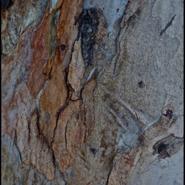 Luise Andersen: 'EUCALYPT The Beauty And Spell III', 2013 Color Photograph, Trees. Artist Description: here, this intriguing design in precious bark. . the lady with dark hair. . her arm and hand to right. . seems in the' natural. . to her right in light bark hue, a large in the male form' natural. . and when You look next to her , in left of ...