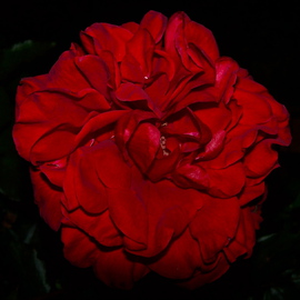 Luise Andersen: 'Evening Red of ROSE I', 2012 Other Photography, Floral. Artist Description:   . . captured in almost darkness. . behind a wire fence. . leaned over and' took her with me' in my camera. . while the owner was finishing his late evening watering his lawn. . did not even think, to ask. . . . ufff. . . . . thanked him. . got my welcome. . and rushed back to my oneInchroom. . well. . ...