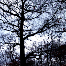Luise Andersen: 'GERMANY   TREBUR  FOREST  OLD OAKTREE IN WINTER    ', 2007 Other Photography, Other. 