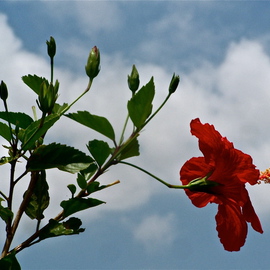 Luise Andersen: 'HIBISCUS  when the sun was high I', 2012 Color Photograph, Floral. 