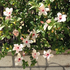 Luise Andersen: 'HIBISCUS are in full bloom III', 2014 Color Photograph, Floral. 