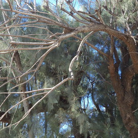 Luise Andersen: 'IV The Spirit Beauty Light Of', 2013 Color Photograph, Trees. Artist Description:  . . original take. . . .   have taken many pictures of this old precious Tree. . called me, to linger longer. . and capture in this light. . day after rain* size mentioned. . for uploading purpose only.    ...