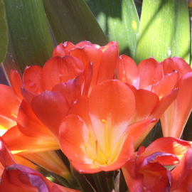 Luise Andersen: 'Jewels Of Spring I', 2014 Color Photograph, Floral. Artist Description: 